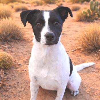 Mixed Breed Dogs Available for Adoption in Wickenburg, Arizona - Linen | PetCurious