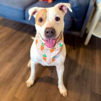 Cyrus Cuddles the Easy Breezy Love Bug -  Pit Bull Terrier and American Staffordshire Terrier Dog for Adoption in Friendswood, Texas - Cyrus Cuddles The Easy Breezy Love Bug | PetCurious
