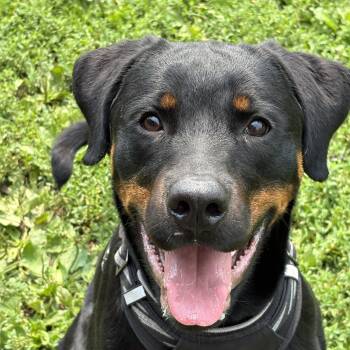 Howie -  Rottweiler and Hound Dog for Adoption in Yonkers, New York - Howie | PetCurious
