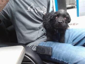 MIU MIU -  French Bulldog and Cairn Terrier Dog for Adoption in Albuquerque, New Mexico - MIU MIU | PetCurious
