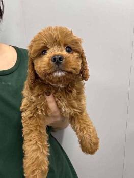 Winston (OH) -  Cavalier King Charles Spaniel Dog for Adoption in New York, New York - Winston (OH) | PetCurious