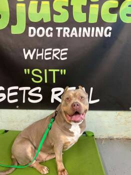 Mama Jama -  American Bully Dog for Adoption in Wayne, New Jersey - Mama Jama | PetCurious