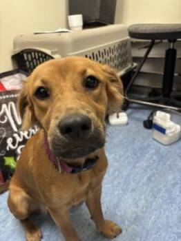 Jagger -  Chow Chow Dog for Adoption in Charleston, South Carolina - Jagger | PetCurious