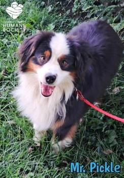 Mr. Pickle -  Australian Shepherd Dog for Adoption in Heath, Ohio - Mr. Pickle | PetCurious