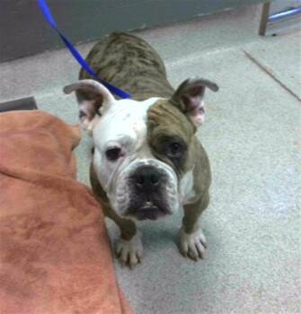 English Bulldog and Mixed Breed Dogs Available for Adoption in Tallahassee, Florida - BIG BERTHA | PetCurious