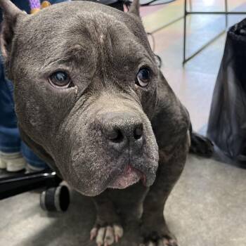 Dionysus -  Mixed Breed Dog for Adoption in Philadelphia, Pennsylvania - Dionysus | PetCurious
