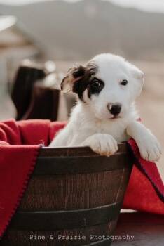 Zeus (Fred) -  Mixed Breed Dog for Adoption in Hot Springs, South Dakota - Zeus (Fred) | PetCurious