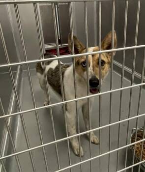 TESSA -  Australian Cattle Dog Blue Heeler and Mixed Breed Dog for Adoption in Ontario, California - TESSA | PetCurious