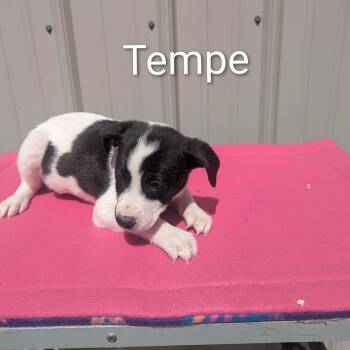 Mixed Breed Dogs Available for Adoption in Logan, Ohio - Tempe  | PetCurious