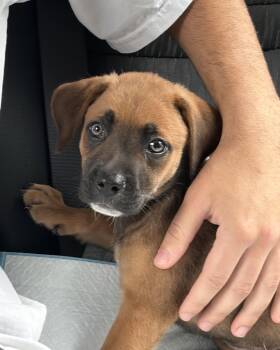 Bentley -  Shepherd Dog for Adoption in Churchville, New York - Bentley | PetCurious