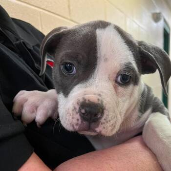 Terrier and Pit Bull Terrier Dogs Available for Adoption in Elyria, Ohio - Caiser | PetCurious