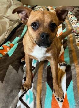 Rescue Chihuahua Dogs for Adoption in Amarillo, Texas - Charlie | PetCurious