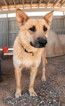 Gracie Lou -  Shepherd Dog for Adoption in San Tan Valley, Arizona - Gracie Lou | PetCurious