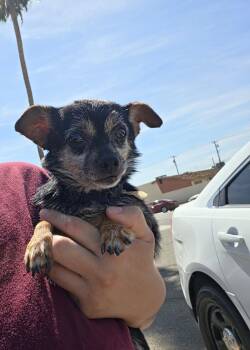 Tiny -  Chihuahua Dog for Adoption in El Centro, California - Tiny | PetCurious