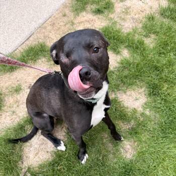 Mixed Breed Dogs Available for Adoption in Midland, Michigan - Opal Courtesy Listed | PetCurious