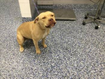 A1921373 -  Pit Bull Terrier Dog for Adoption in Thousand Palms, California - A1921373 | PetCurious