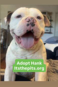 Hank -  American Bulldog Dog Available for Adoption in San Diego, California - Hank | PetCurious