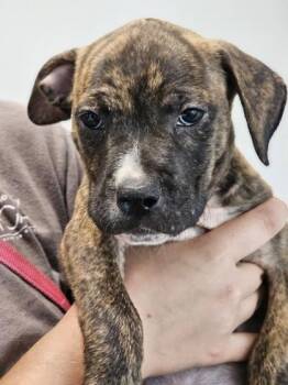 Carreen fka Pup 5 -  Mixed Breed Dog for Adoption in West Chester, Pennsylvania - Carreen Fka Pup 5 | PetCurious
