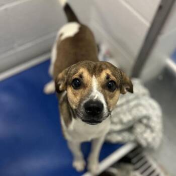Tweety -  Beagle and Chihuahua Dog for Adoption in Wappingers Falls, New York - Tweety | PetCurious