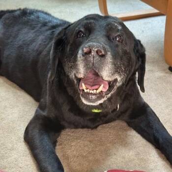 Barley -  Black Labrador Retriever and Mixed Breed Dog for Adoption in Chapel Hill, North Carolina - Barley | PetCurious