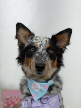 Yuma-One of our Amazing Rescue Dogs -  Australian Cattle Dog Blue Heeler and Mixed Breed Dog for Adoption in Carlsbad, California - Yuma-One Of Our Amazing Rescue Dogs | PetCurious