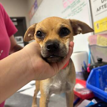 cornbread -  Chihuahua Dog for Adoption in Yuma, Arizona - Cornbread | PetCurious