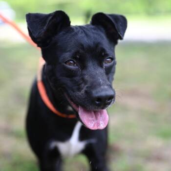 Black Labrador Retriever Dogs Available for Adoption - Daisy (Floty) | PetCurious