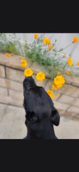 Uno-needs urgent placement -  Chocolate Labrador Retriever Dog for Adoption in Malibu, California - Uno-needs Urgent Placement | PetCurious