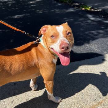 Rescue Mixed Breed Dogs for Adoption in Wappingers Falls, New York - Benson | PetCurious