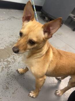 Chihuahua Dogs Available for Adoption in Sacramento, California - Benji | PetCurious