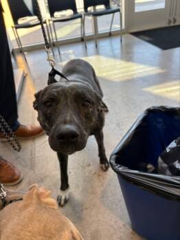 Rescue Mixed Breed Dogs for Adoption in Fort Worth, Texas - 59638062 | PetCurious