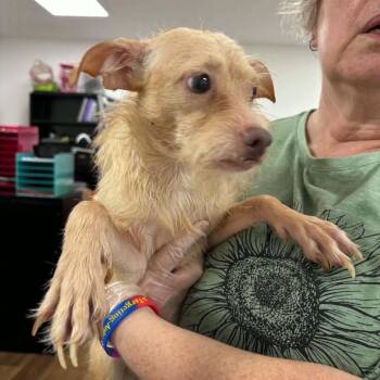 Tramp -  Terrier Dog for Adoption in Prospect, Kentucky - Tramp | PetCurious