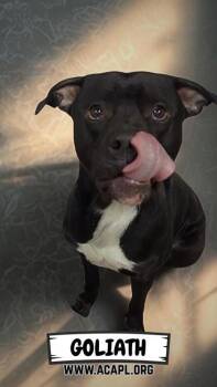 Mixed Breed Dogs Available for Adoption - Goliath | PetCurious