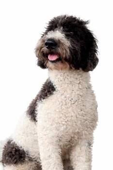 Goldendoodle and Miniature Poodle Dogs Available for Adoption - Pixels | PetCurious