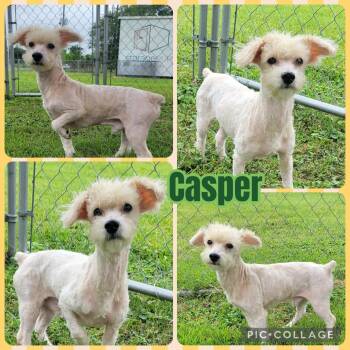 Miniature Poodle Dogs Available for Adoption in Ringwood, New Jersey - Casper | PetCurious
