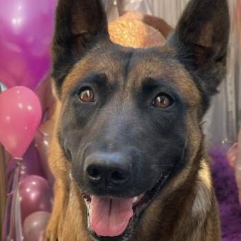 Kyra -  Belgian Shepherd Malinois Dog for Adoption in Las Vegas, Nevada - Kyra | PetCurious