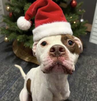 Pit Bull Terrier Dogs Available for Adoption - TATUM | PetCurious