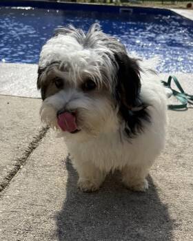 Yorkshire Terrier Dogs Available for Adoption in Hartselle, Alabama - Micah | PetCurious