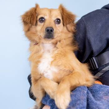 Spaniel Dogs Available for Adoption in Portland, Oregon - Astro | PetCurious