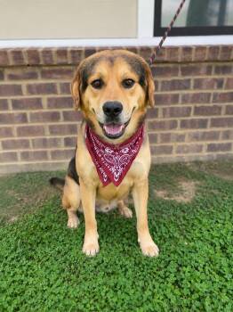 Diesel -  Mastiff Dog for Adoption in Dickson, Tennessee - Diesel | PetCurious