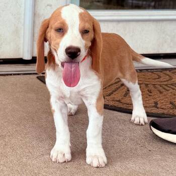Rolo - Missouri (S26-135) -  Beagle Dog for Adoption in Peyton, Colorado - Rolo - Missouri (S26-135) | PetCurious