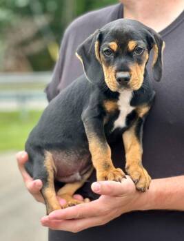Royal -  Hound Dog for Adoption in Millfield, Ohio - Royal | PetCurious