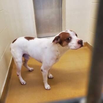 Rodrick -  Mixed Breed Dog for Adoption in Asheville, North Carolina - Rodrick | PetCurious