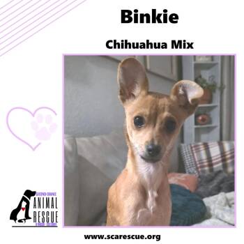 Binkie -  Chihuahua Dog for Adoption in Windsor, Ontario - Binkie | PetCurious