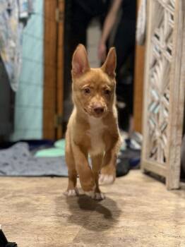 BETTY -  Australian Shepherd and Shepherd Dog for Adoption in Broomfield, Colorado - BETTY | PetCurious