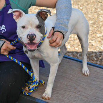 Rescue Mixed Breed Dogs for Adoption in Chamblee, Georgia - Suaveena- IN FOSTER | PetCurious