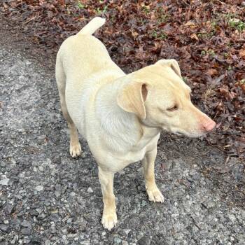 Feist Dogs Available for Adoption - Gus | PetCurious