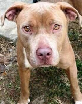 Rescue Pit Bull Terrier and American Bully Dogs for Adoption in Charlottesville, Virginia - Twix, Lovely, Beautiful Little Girl !  Very Dog Friendly! | PetCurious