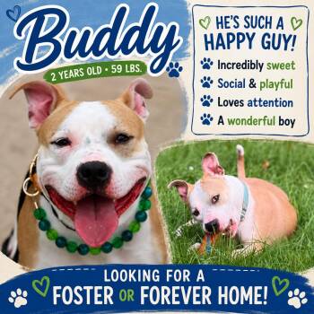 BUDDY -  American Staffordshire Terrier Dog for Adoption in Huntington, New York - BUDDY | PetCurious