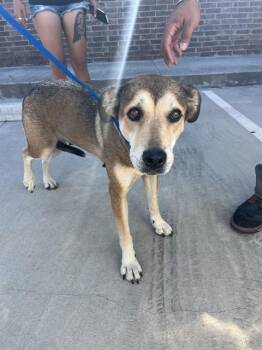 CALISSA -  German Shepherd Dog and Mixed Breed Dog for Adoption in Killeen, Texas - CALISSA | PetCurious